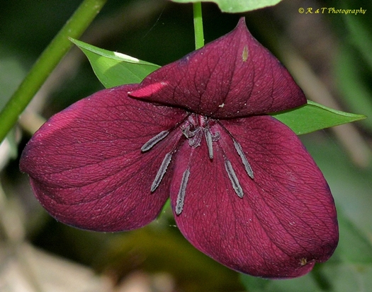 {Trillium vaseyi}